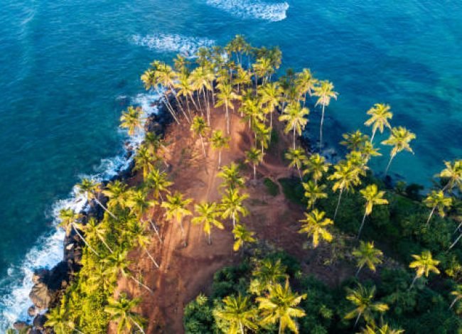 Aerial view of coconut trees at seaside the morning,Sri lanka