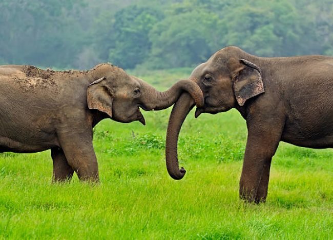 Elephant in the wild on the island of Sri LankaElephant in the wild on the island of Sri Lanka