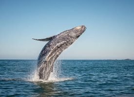 A happy whale breaches in the pacific ocean